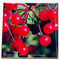 tile viburnum trilobum berries 0758